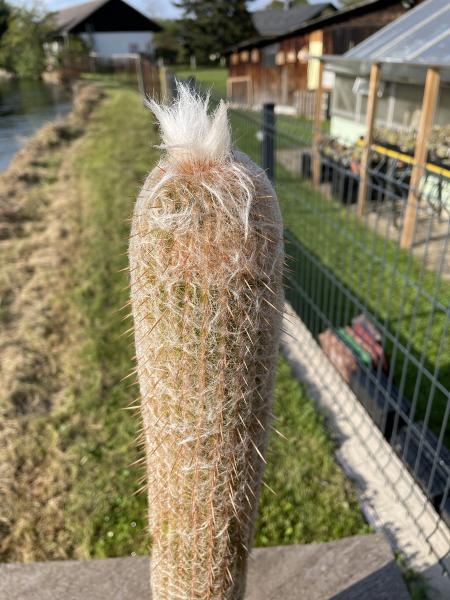 Espostoa lanata